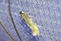 Bucculatrix nigricomella