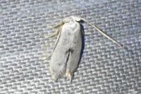 Pseudopostega auritella