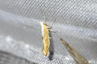 Argyresthia albistria