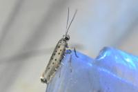 Yponomeuta sedella