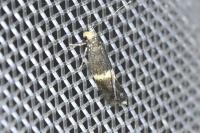Elachista adscitella