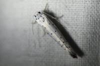 Yponomeuta