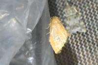 Heterogenea asella