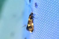 Alloclemensia mesospilella
