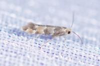 Phyllonorycter trifasciella