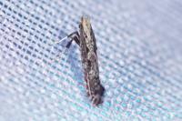 Parornix torquillella
