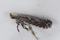 Parornix torquillella