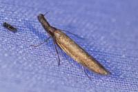 Pleurota aristella