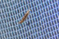 Plutella xylostella