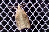 Capua vulgana