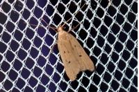 Acompsia