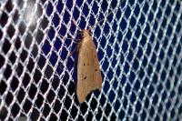 Acompsia