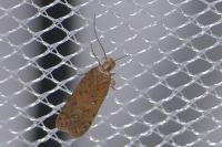 Bryotropha terrella