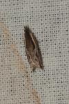 Ancylis apicella
