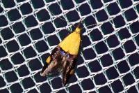 Oecophora bractella
