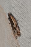 Ancylis apicella