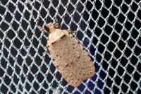 Agonopterix gr. adspersella