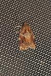 Archips xylosteana