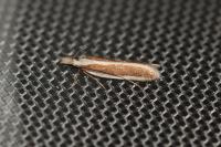 Dichomeris marginella