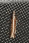Dichomeris marginella