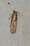 Eucosma gr. cana