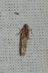 Eucosma gr. cana