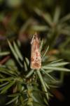 Rhyacionia buoliana
