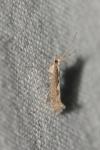 Plutella xylostella