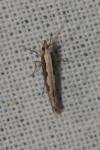 Plutella xylostella