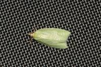 Tortrix viridana