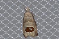 Notocelia uddmanniana