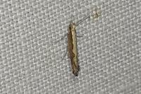 Plutella xylostella