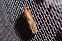 Eucosma gr. cana