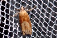 Eucosma gr. cana