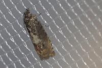 Epiblema gr. sticticana