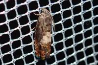 Epiblema gr. sticticana