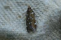 Argolamprotes micella