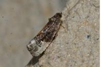 Hedya nubiferana