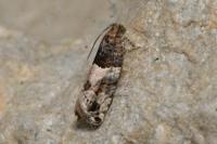 Gypsonoma aceriana