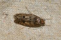 Hofmannophila pseudospretella