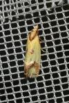 Agapeta zoegana