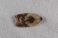 Acleris variegana