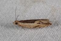 Ancylis apicella