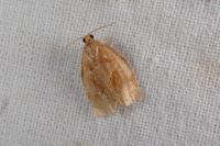 Archips rosana