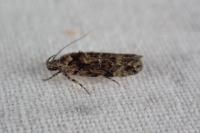 Carpatolechia fugacella