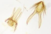 Carpatolechia fugacella