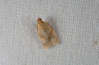 Clepsis consimilana