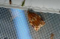 Archips xylosteana
