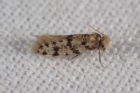 Eumasia parietariella