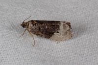 Hedya nubiferana